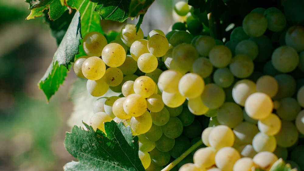 gigondas-wine-tour.jpg