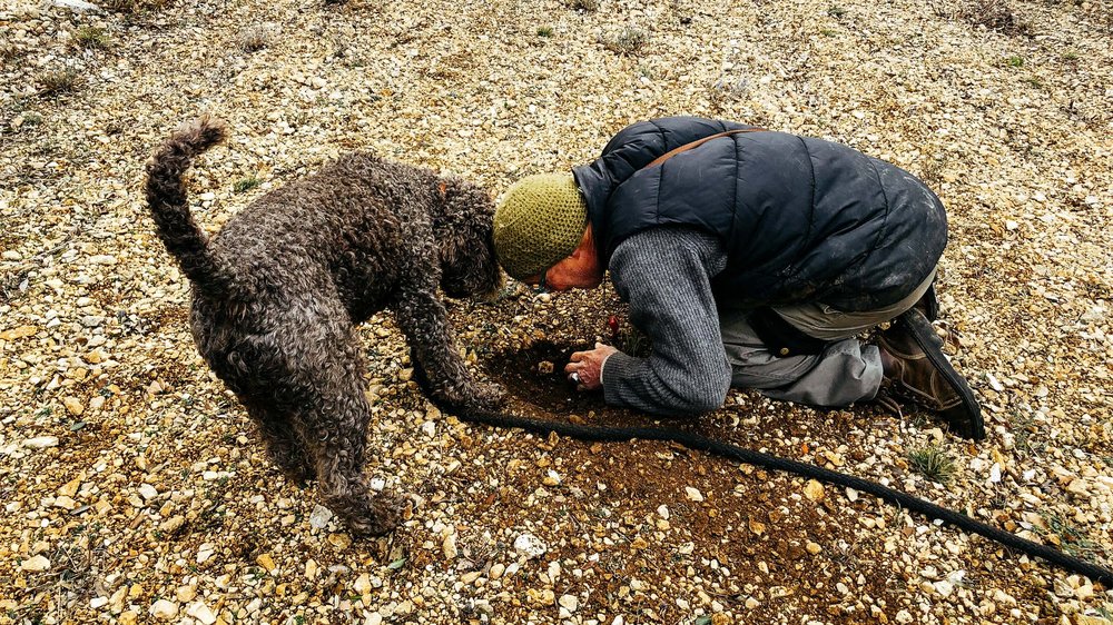 Truffle &amp; Wine Tour.     Read more…