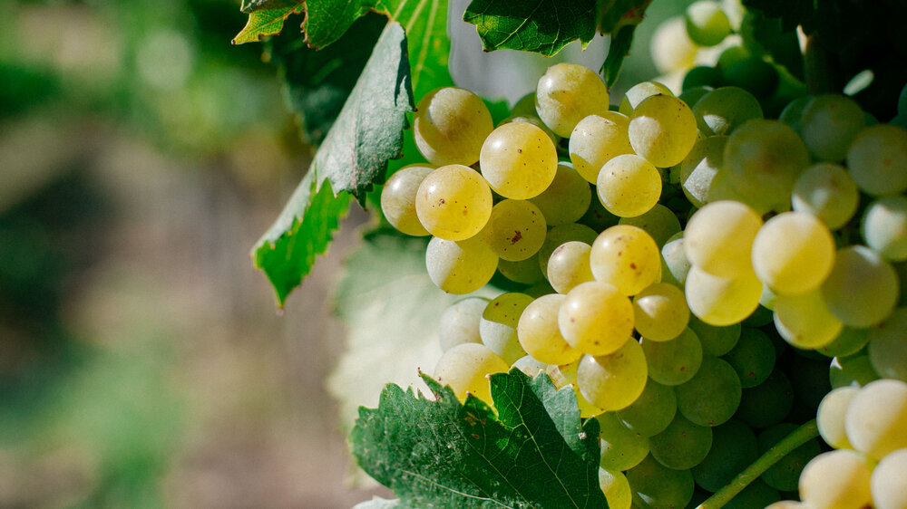 Burgundy &amp; Rhone Valley tour.   Read more…